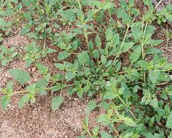 Image result for Boerhavia erecta