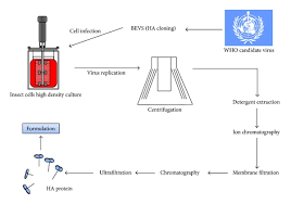 Animal cell culture based vaccines. Schematic Representation Of The Production Process For The Insect Download Scientific Diagram