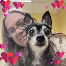 Pomsky puppies 9 weeks !posting for a friend 🐾