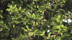 Image result for Balanites aegyptiaca