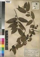 Image result for Keetia gueinzii