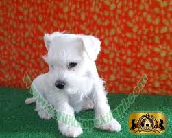 Bestdog Heaven Bursa Kopek Ciftiligi Satilik Kopek Ilanlari Yavru Kopek Kopek Minyaturler