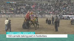 Few people outside of turkey have heard about. Turkey Camel Wrestling Turkey Holds Annual Camel Wrestling Competition Youtube