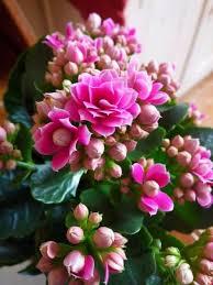 How To Grow A Kalanchoe Easy Care Plant That Grows Indoors And Outdoors In Warm Weather Lea Kalanchoe Flowers Indoor Flowering Plants Flowering House Plants