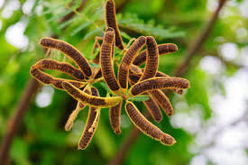 Image result for Mimosa pigra