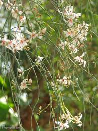 Image result for Moringa