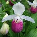 Cypripedium reginae