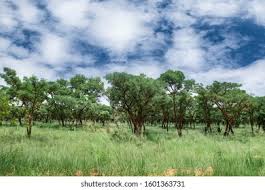 Image result for Burkea africana