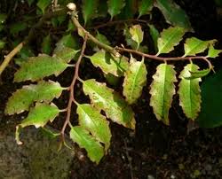 Image result for Terminalia trichopoda