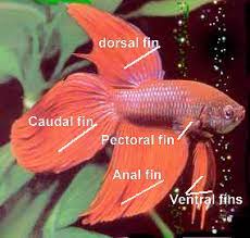 The Basic Anatomy Of Betta Splendens