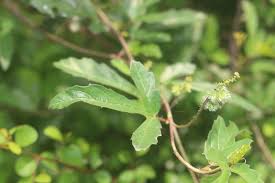 Image result for Tragia hildebrandtii