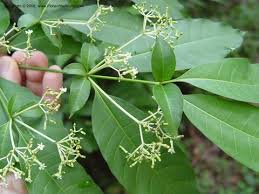 Image result for Rauvolfia vomitoria