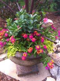 The most important thing is good drainage, says barbara wise, author of container gardening for all seasons. Pin By Parise E Northrop On I Love Flowers Container Gardening Flowers Patio Flowers Container Flowers