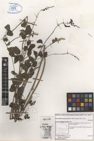 Image result for Macroptilium atropurpureum