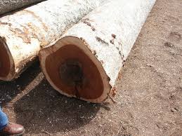 Image result for Intsia