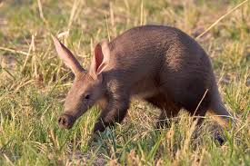 Résultat de recherche d'images pour "aardvark"