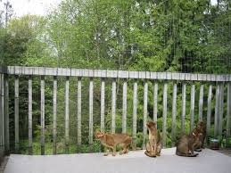 Cat Proof Balcony Cat Proof Balcony Cat Proofing Cat Fence