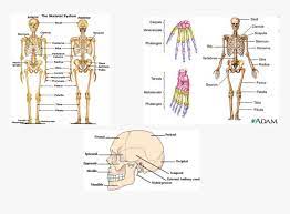 The longest bone in the human body is the femur, which is also called the thigh bone. Picture Major Bones In The Upper Body Hd Png Download Kindpng