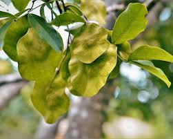 Image result for Pterocarpus