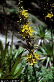 Image result for Wachendorfia