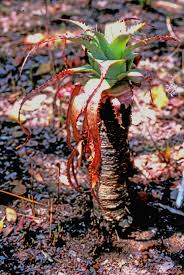 Image result for Monadenium pedunculatum