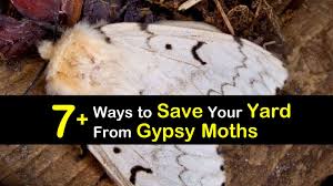 Gypsy moth caterpillars partially or entirely strip trees of their leaves. 7 Ways To Save Your Yard From Gypsy Moths