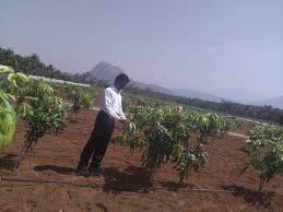 The reasons for low productivity are as follows: King Of Fruits Mango An Insight Into Hi Tech Cultivation Meadow Orchard