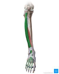 Tendon length is determined by genetic predisposition, and has not been shown to either increase or decrease in response to environment, unlike muscles, which. Extensor Digitorum Longus Origin Insertion And Action Kenhub