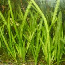 Image result for Vallisneria