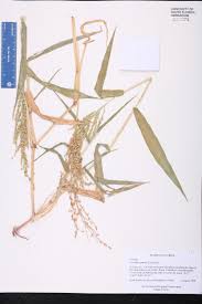 Image result for Urochloa reptans