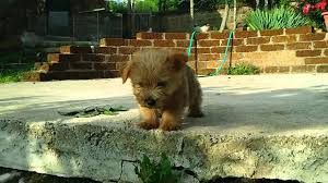 It is not a selling site. Norwich Terrier Puppy Cherokee Di Sutri Youtube