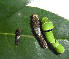 Black And White Striped Caterpillar With Orange Head Pin On Science
