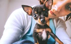 We want to help walk you through the puppyhood journey. New Puppy Parent Here S What To Expect In The First Six Months The Dog People By Rover Com