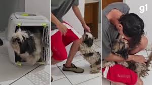 Disputa por cachorro perdido é decidida após reação do animal ao ver tutor na delegacia: 'Correu e começou a fazer festa'; VÍDEO