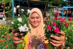 Bunga ros jepun kurus sebab tanam terlalu rapat.(15 @ 20keratan 1 pasu dah cukup). Hobi Tanam Pokok Bunga Bawa Pulangan Lumayan Utusan Digital