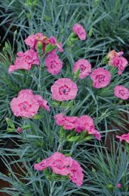 Image result for Dianthus burchellii