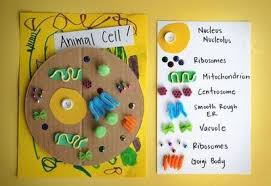 We did not find results for: Animal Cell Model Diagram Project Parts Structure Labeled Coloring And Plant Cell Organelles Cake Parts Of Ani Cells Project Animal Cell Project Science Cells
