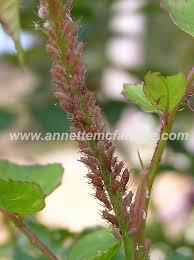 Management programs improve significantly with specific knowledge of the pest, its life cycle and behavior. Identify The Pest