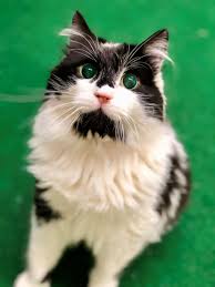 (all animal services are conducted by appointment only): Shelter Services Town Of Apple Valley