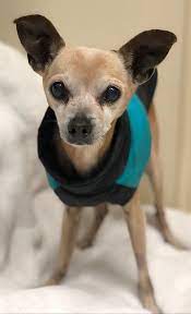 Adopt Charlie On Petfinder Chihuahua Rescue Chihuahua Mom Chihuahua Love