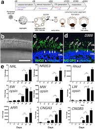 Before you buy your next replacement. Photoreceptor Outer Segment Like Structures In Long Term 3d Retinas From Human Pluripotent Stem Cells Scientific Reports