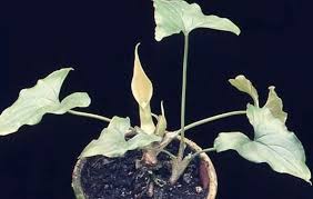 Image result for Stylochaeton