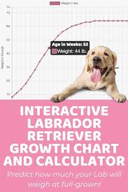 Puppy Weight Calculator Puppy Weight Calculator In 2020 Weight Calculator Growth Chart Interactive