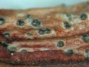 Image result for kabatina thujae