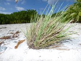 Image result for Lepturus repens