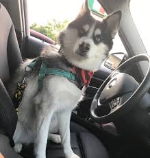 Pomeranian Husky Mix The Complete Pomsky Guide