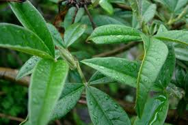 Image result for Crotalaria micans