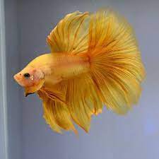The most common orange betta fish material is ceramic. Betta Fish 034 Super Yellow Light Gold 034 Hmpk Premium Grade Male Thailand Betta Fish Betta Fish