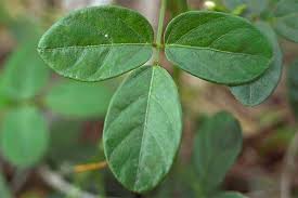 Image result for Teramnus repens