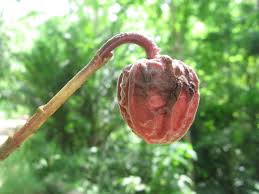 Image result for isolona lebrunii